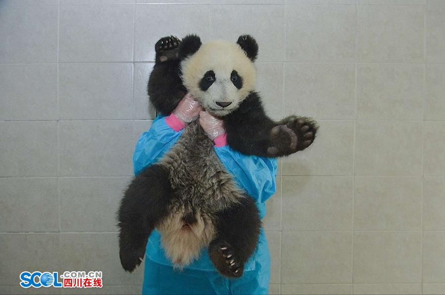 揭秘熊貓保姆工作內幕 不只是被抱大腿（組圖）