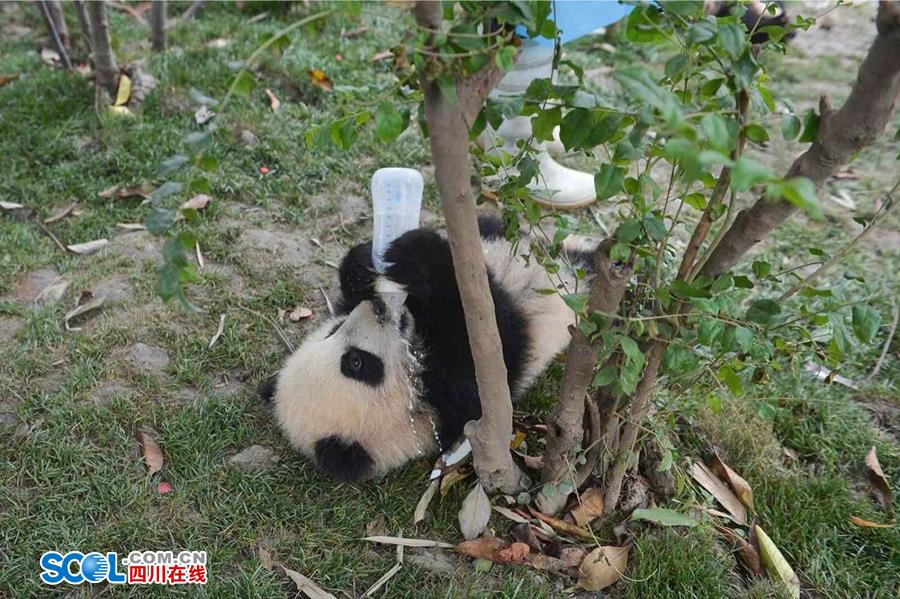 揭秘熊貓保姆工作內幕 不只是被抱大腿（組圖）