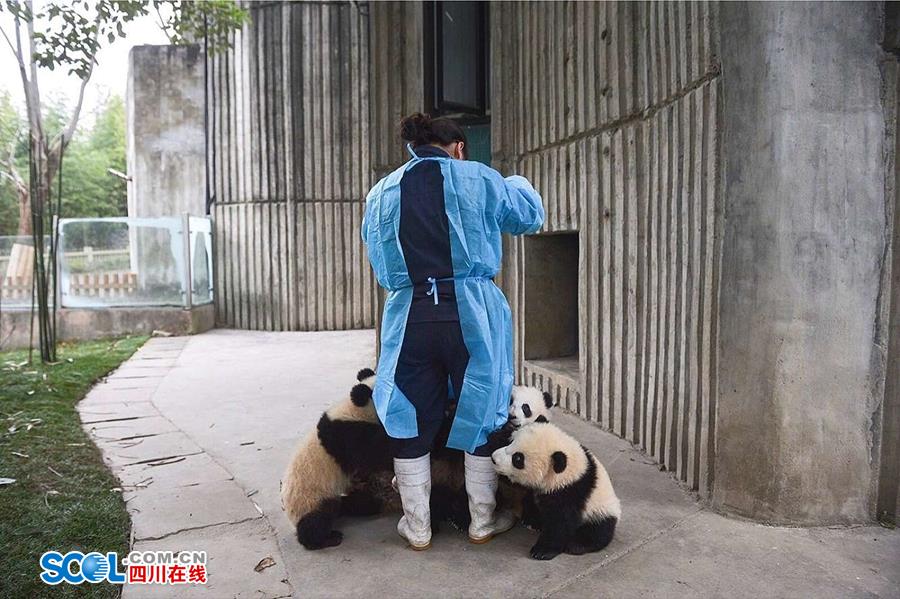 揭秘熊貓保姆工作 喂奶、陪耍視如己出（組圖）