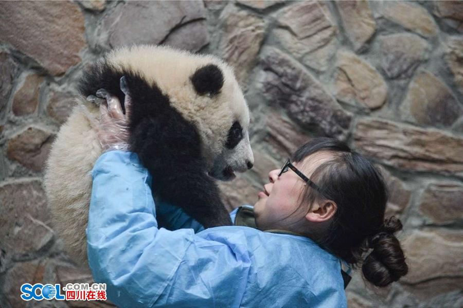 揭秘熊貓保姆工作 喂奶、陪耍視如己出（組圖）