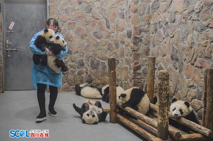 揭秘熊貓保姆工作 喂奶、陪耍視如己出（組圖）