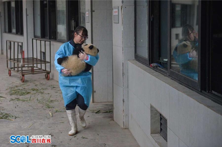 揭秘熊貓保姆工作內幕[組圖]