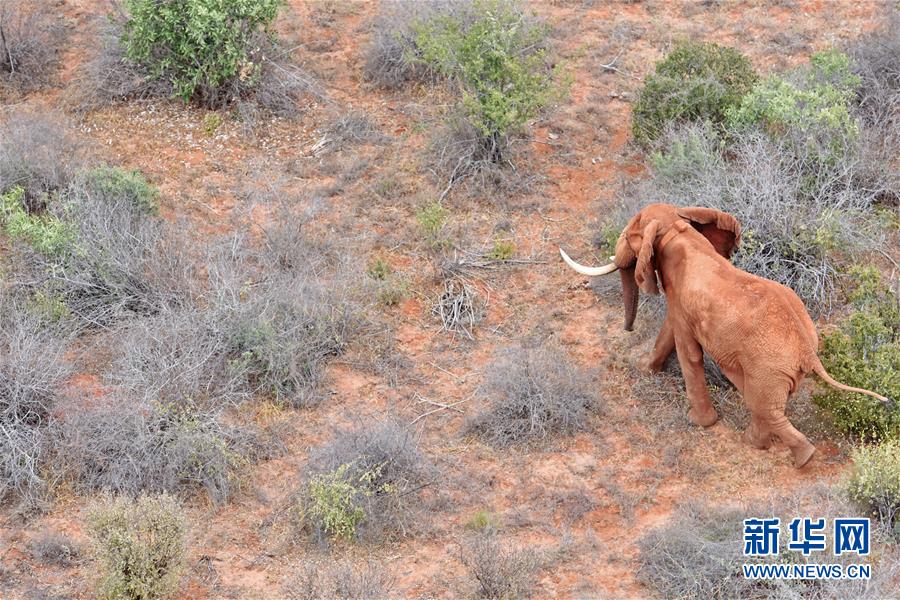 肯尼亞對野生動物進行“人口普查” 包含數量、遷徙路線和資源數據