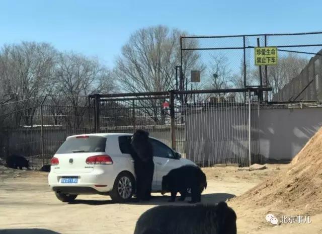 游覽轎車遭黑熊圍堵 熊爪伸進(jìn)車內(nèi)討要食物