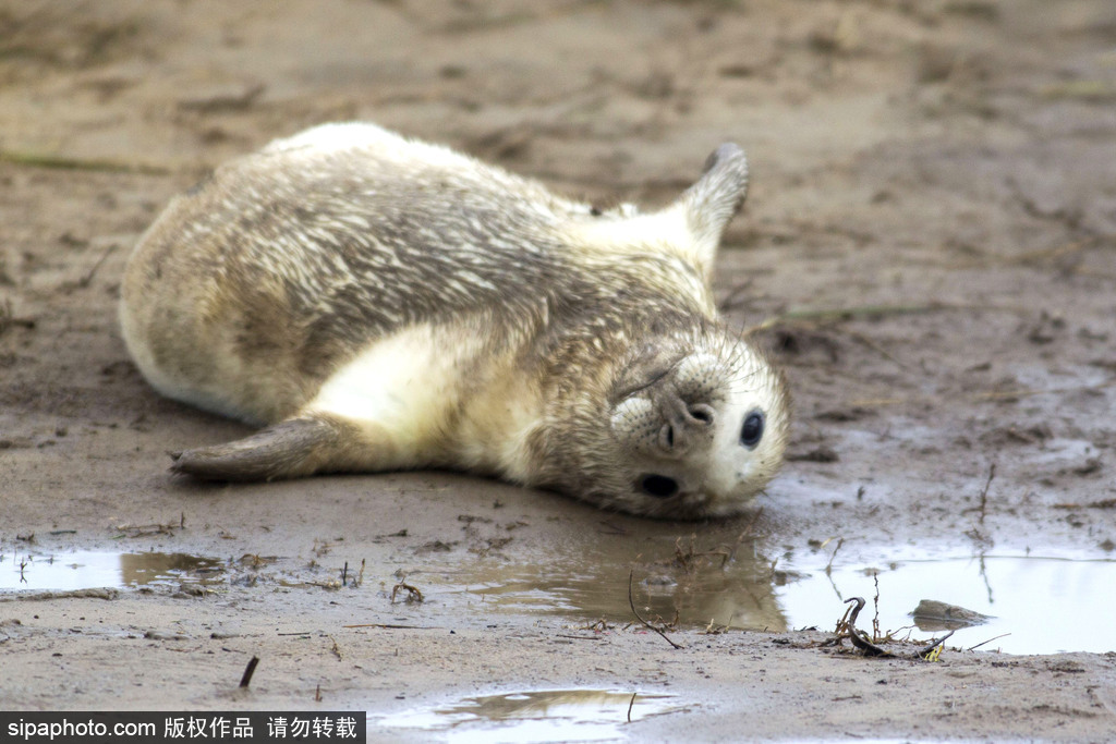天生自帶賣(mài)萌屬性 盤(pán)點(diǎn)全球海豹們的蠢萌瞬間
