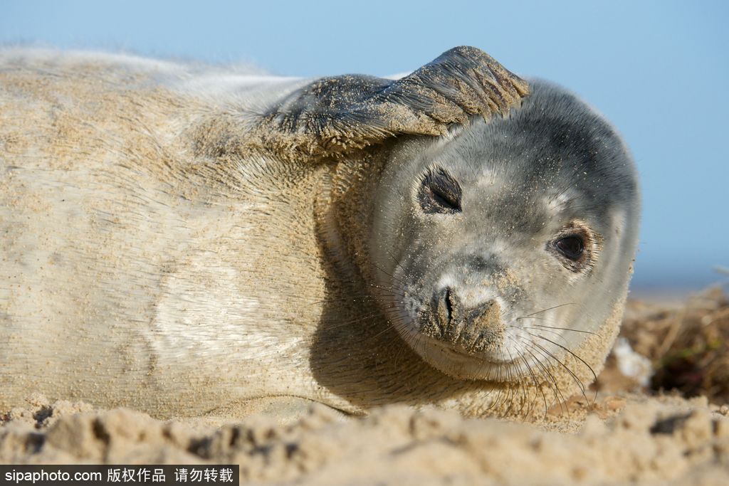 天生自帶賣萌屬性 盤點(diǎn)全球海豹們的蠢萌瞬間