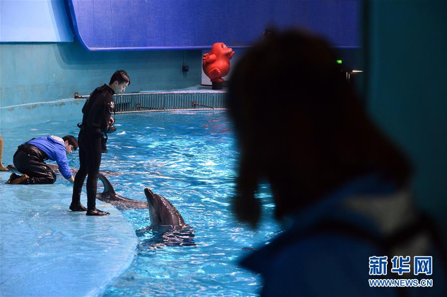 “海豚姑娘”的藍(lán)色追夢之旅