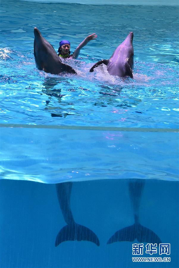 “海豚姑娘”的藍(lán)色追夢之旅