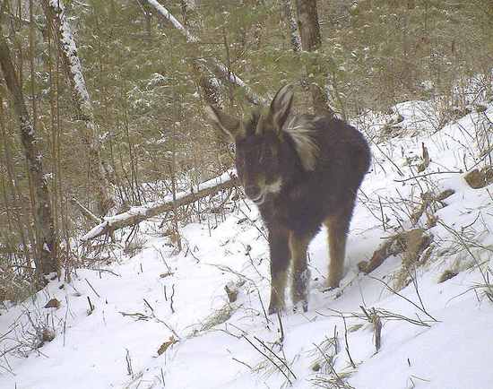 “神獸”踩空掉千島湖：原來(lái)是只鬣羚
