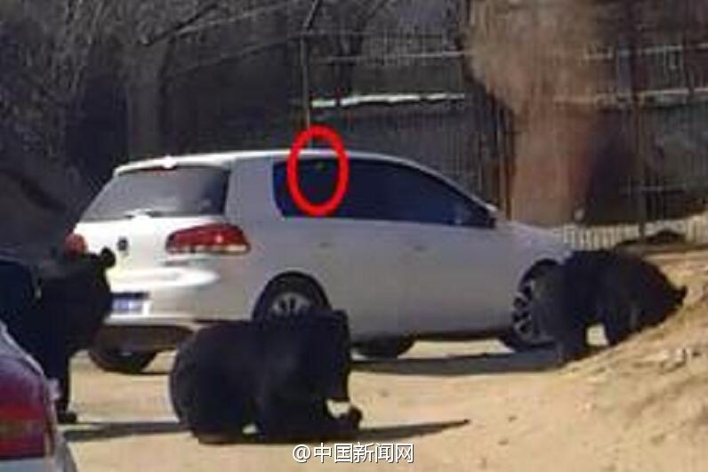 八達嶺熊襲事件：車主投喂動作曝光