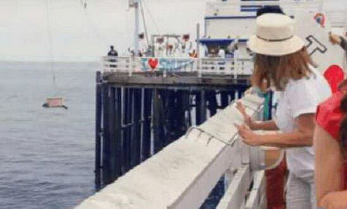 場面尷尬 直播放生海豹卻被鯊魚吃了