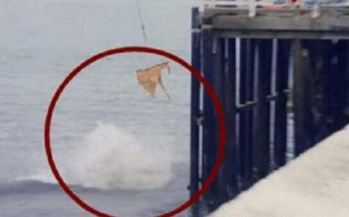 場面尷尬 直播放生海豹卻被鯊魚吃了