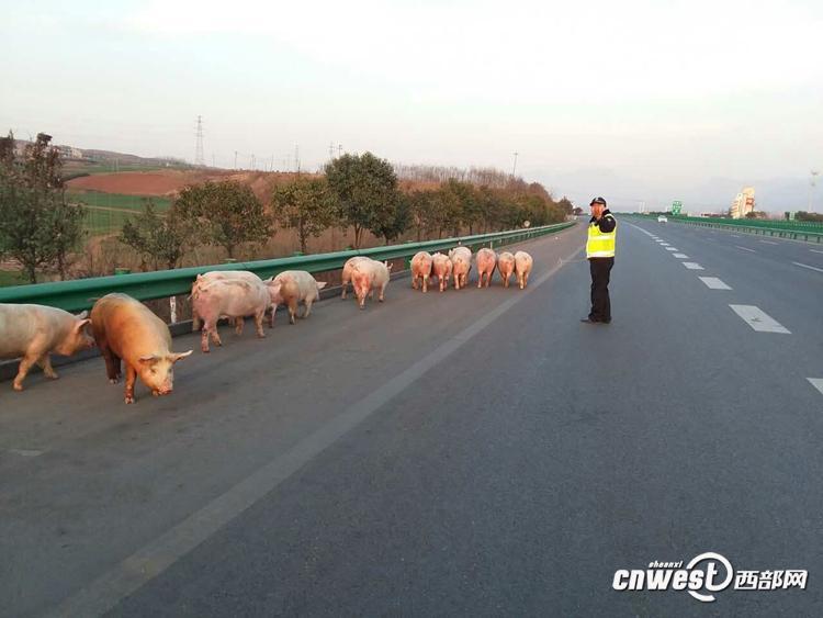 陜西一貨車側翻 “二師兄”高速上撒歡（組圖）