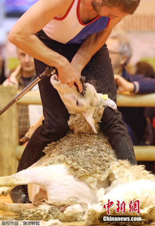 法國舉辦剪羊毛比賽 小羊秒變“赤裸”[組圖]