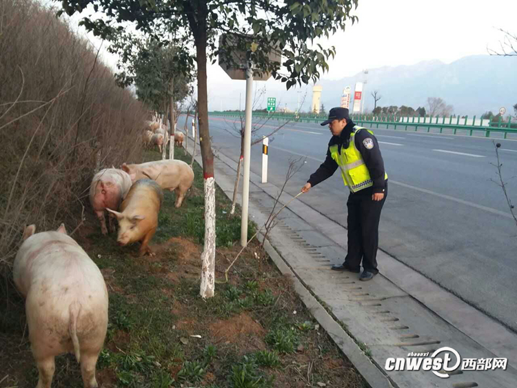 貨車側(cè)翻生豬高速上撒歡 西安交警揮鞭子趕豬回圈（組圖）