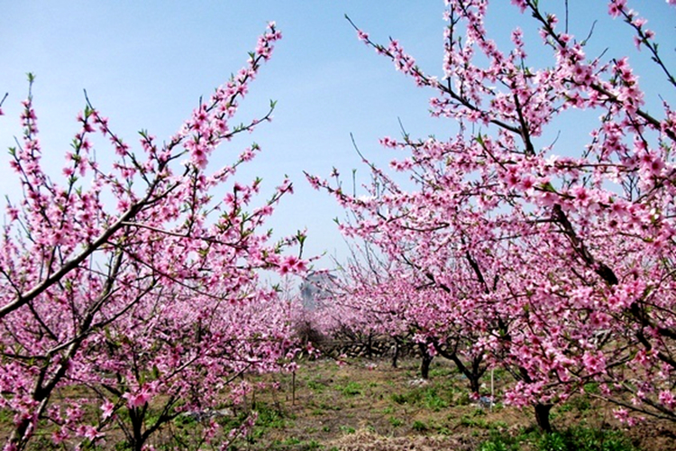 《三生三世》已完結 西安附近哪里能去看桃花？