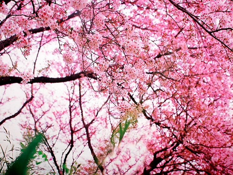 《三生三世》已完結 西安附近哪里能去看桃花？