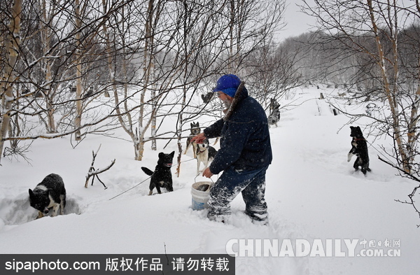 走進西伯利亞狗狗收容所 看雪橇犬們的生活（組圖）
