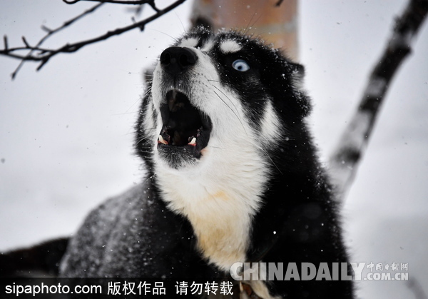 走進西伯利亞狗狗收容所 看雪橇犬們的生活（組圖）