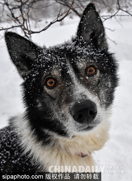 走進西伯利亞狗狗收容所 看雪橇犬們的生活（組圖）