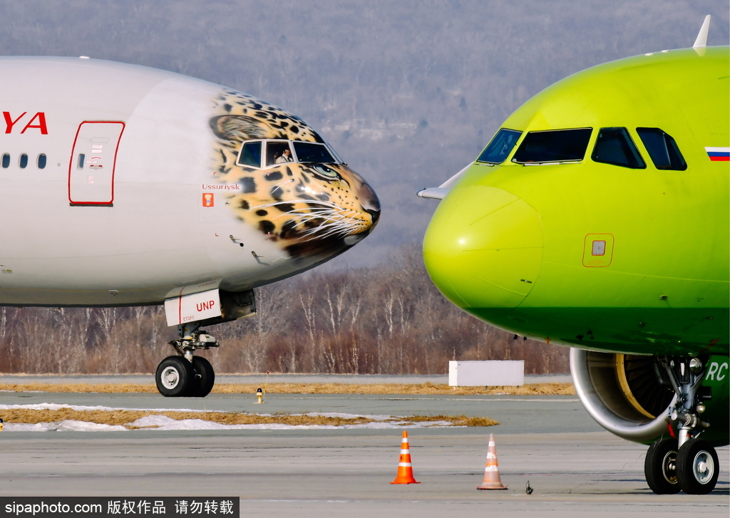 一頭豹子飛過來！俄羅斯飛機繪遠東豹圖案萌態十足