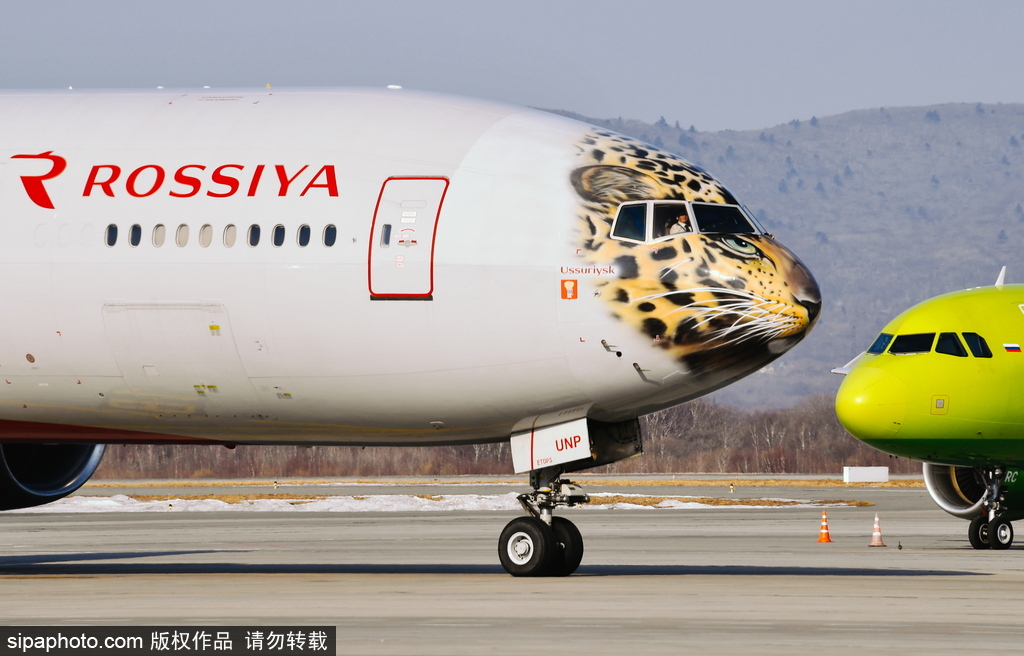 一頭豹子飛過來！俄羅斯飛機繪遠東豹圖案萌態(tài)十足