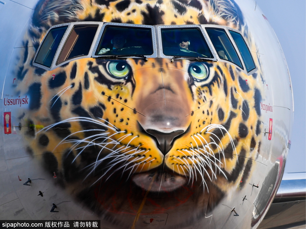 一頭豹子飛過來！俄羅斯飛機繪遠東豹圖案萌態十足