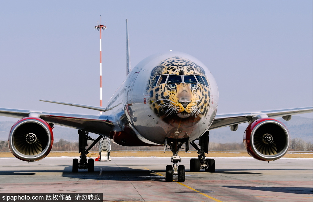 一頭豹子飛過來！俄羅斯飛機繪遠東豹圖案萌態十足