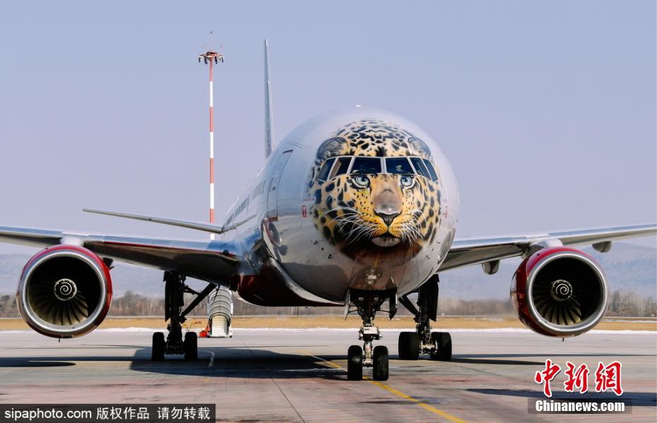 帥到爆表！俄航推遠東豹彩繪飛機 喚起豹類保育