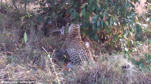 史詩決斗！豹媽媽為保護幼崽與巨蟒激戰(zhàn)（圖）