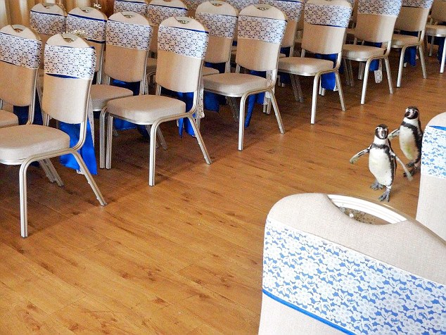 成功搶鏡！英夫婦邀請(qǐng)企鵝參加婚禮（組圖）