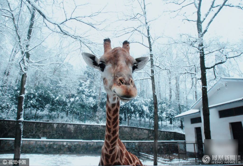 萌哭了！當動物遇上美顏相機