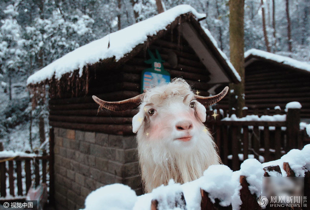 萌哭了！當(dāng)動物遇上美顏相機(jī)