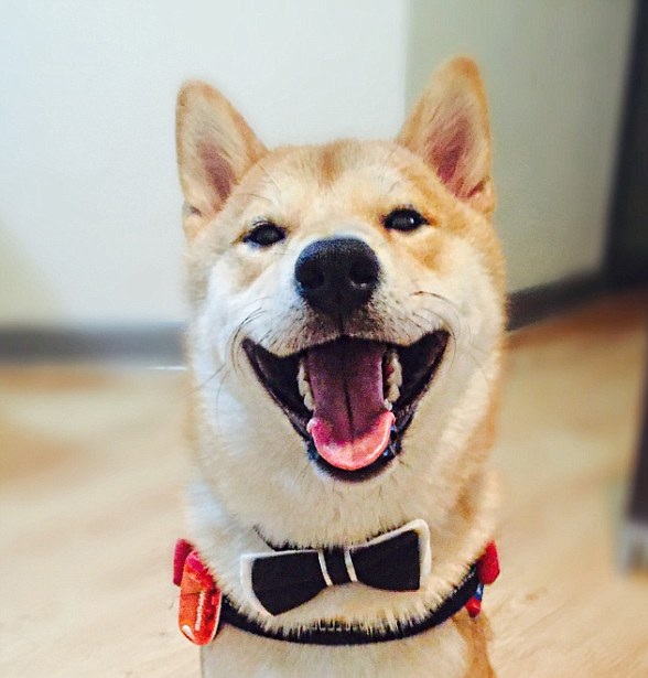 愛看電視的狗狗長(zhǎng)什么樣？香港一柴犬被稱最像人類的狗【組圖】