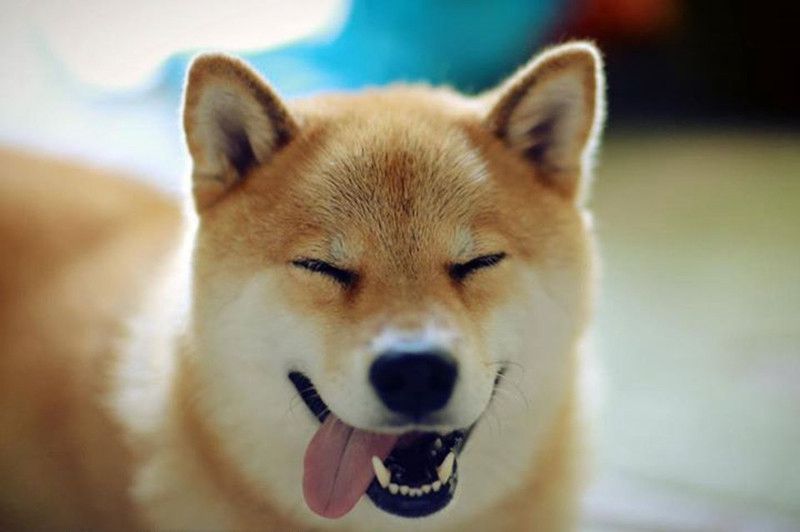 柴犬因愛看電視有“繪畫技能”走紅網(wǎng)絡(luò)【圖】