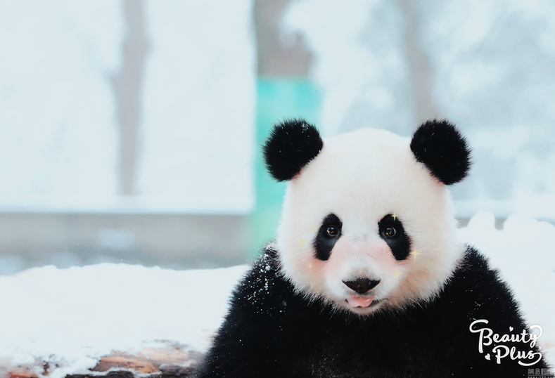 給動物用上美顏相機：賣萌撒嬌簡直不輸“網(wǎng)紅”