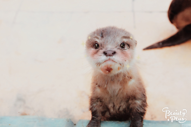 給動物用上美顏相機：賣萌撒嬌簡直不輸“網(wǎng)紅”