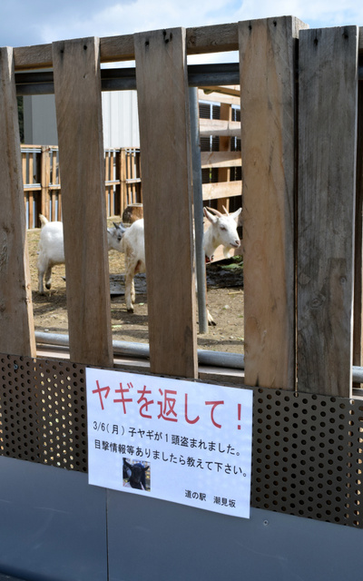 日本國(guó)道沿線“人氣王”黑羊羔失蹤 網(wǎng)友轉(zhuǎn)發(fā)幫尋羊(組圖)