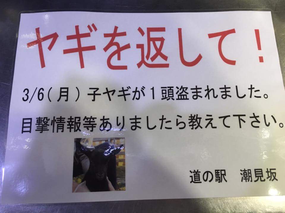 日本國道沿線“人氣王”黑羊羔失蹤 網(wǎng)友轉(zhuǎn)發(fā)幫尋羊(組圖)