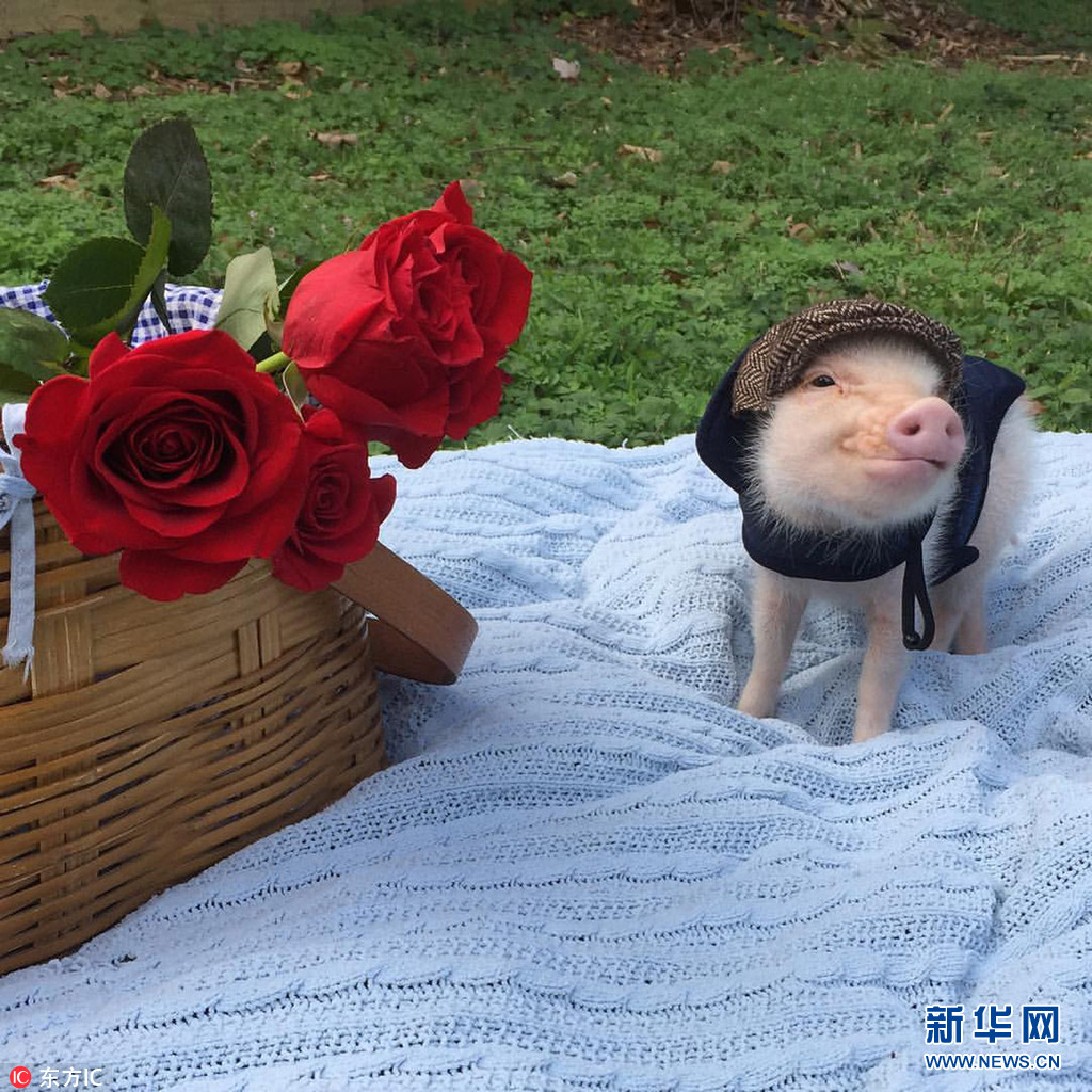 美國迷你豬靠賣萌成“偷心賊” 吸粉無數走紅網絡