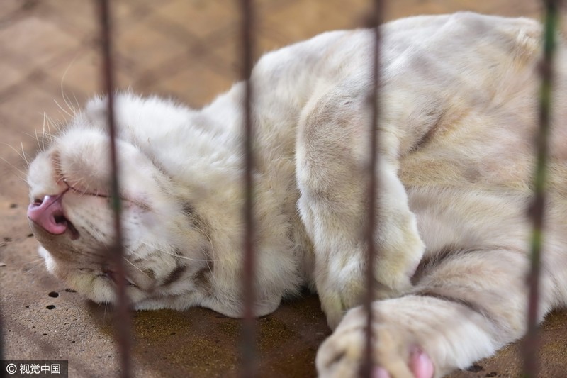 泰國老虎發春困 籠中打盹似“萌貓”