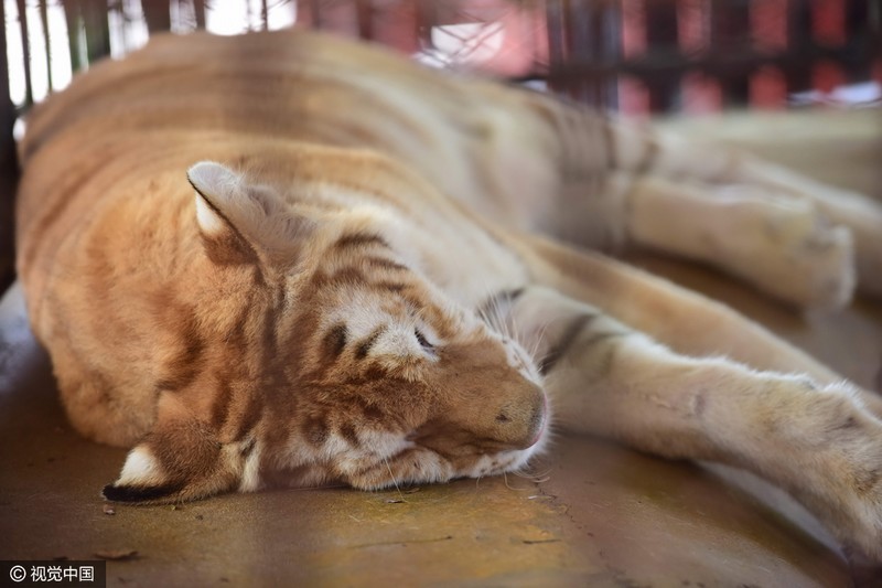 泰國老虎發春困 籠中打盹似“萌貓”