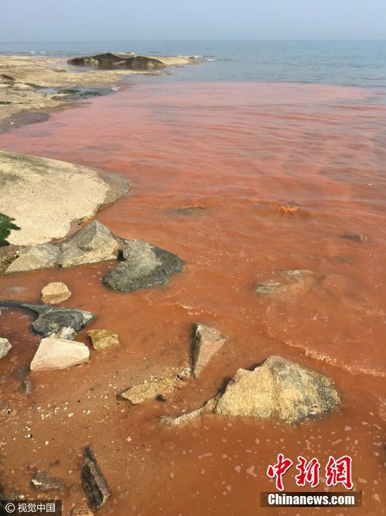 山東日照海邊現(xiàn)“赤潮”現(xiàn)象