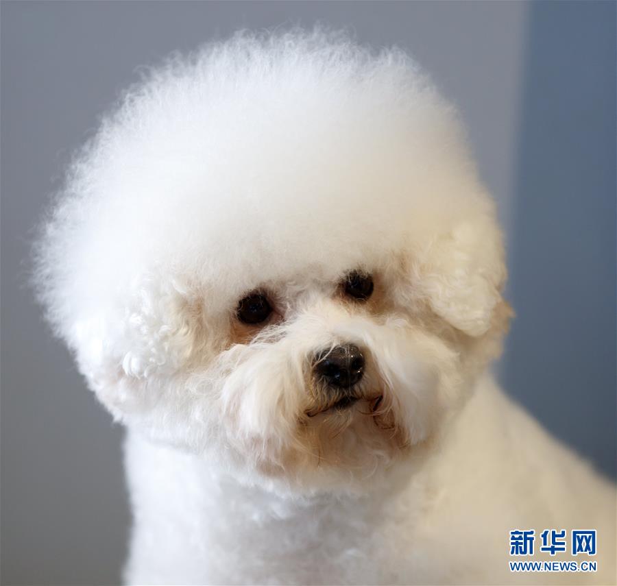 德國(guó)奧芬堡舉辦國(guó)際純種狗展