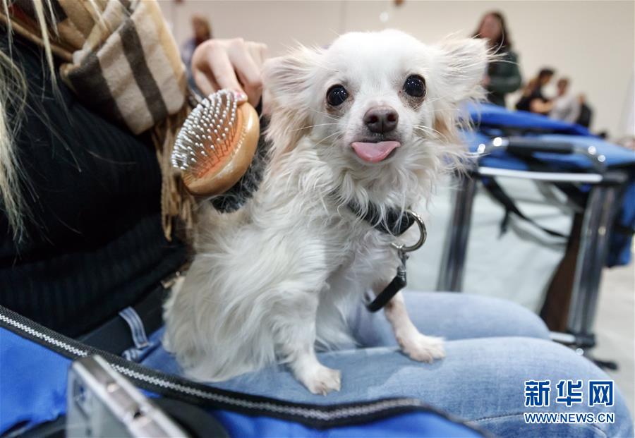 德國奧芬堡舉辦國際純種狗展