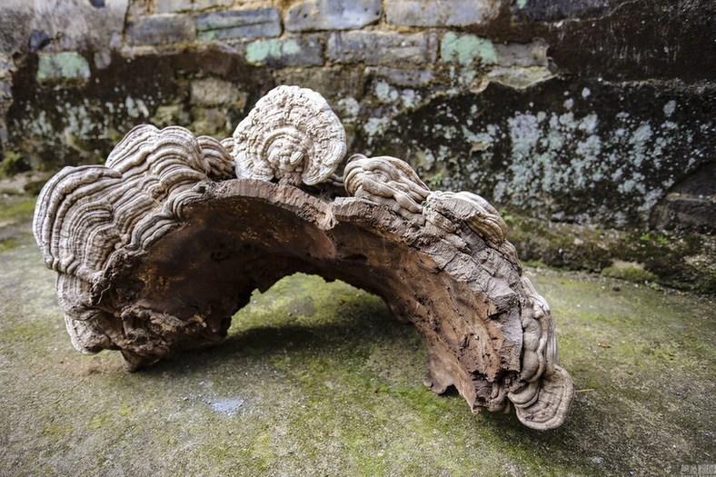 村民深山采特大野生靈芝 一人幾乎抱不下