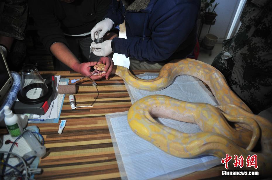 云南野生動物園獸醫(yī)對4米蟒蛇進行口腔檢查