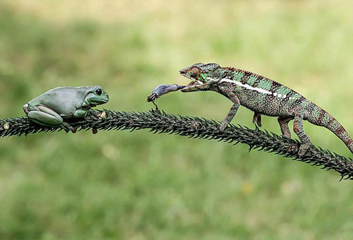 長(zhǎng)舌蜥蜴太會(huì)玩 青蛙背上捕蟋蟀