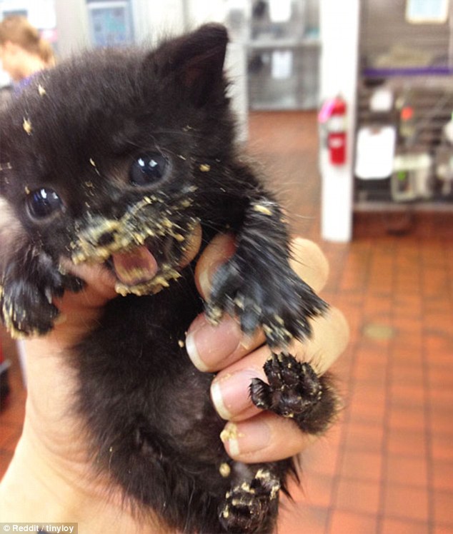 寵物們的第一次出門(mén) 蠢萌行為萌翻路人