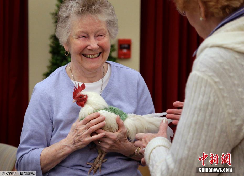 不適應寒冬下蛋少 美國老人給雞織毛衣助保暖（圖）